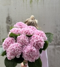 Ramo de Hortensias Rosas