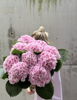 Ramo de Hortensias Rosas