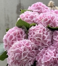 Ramo de Hortensias Rosas