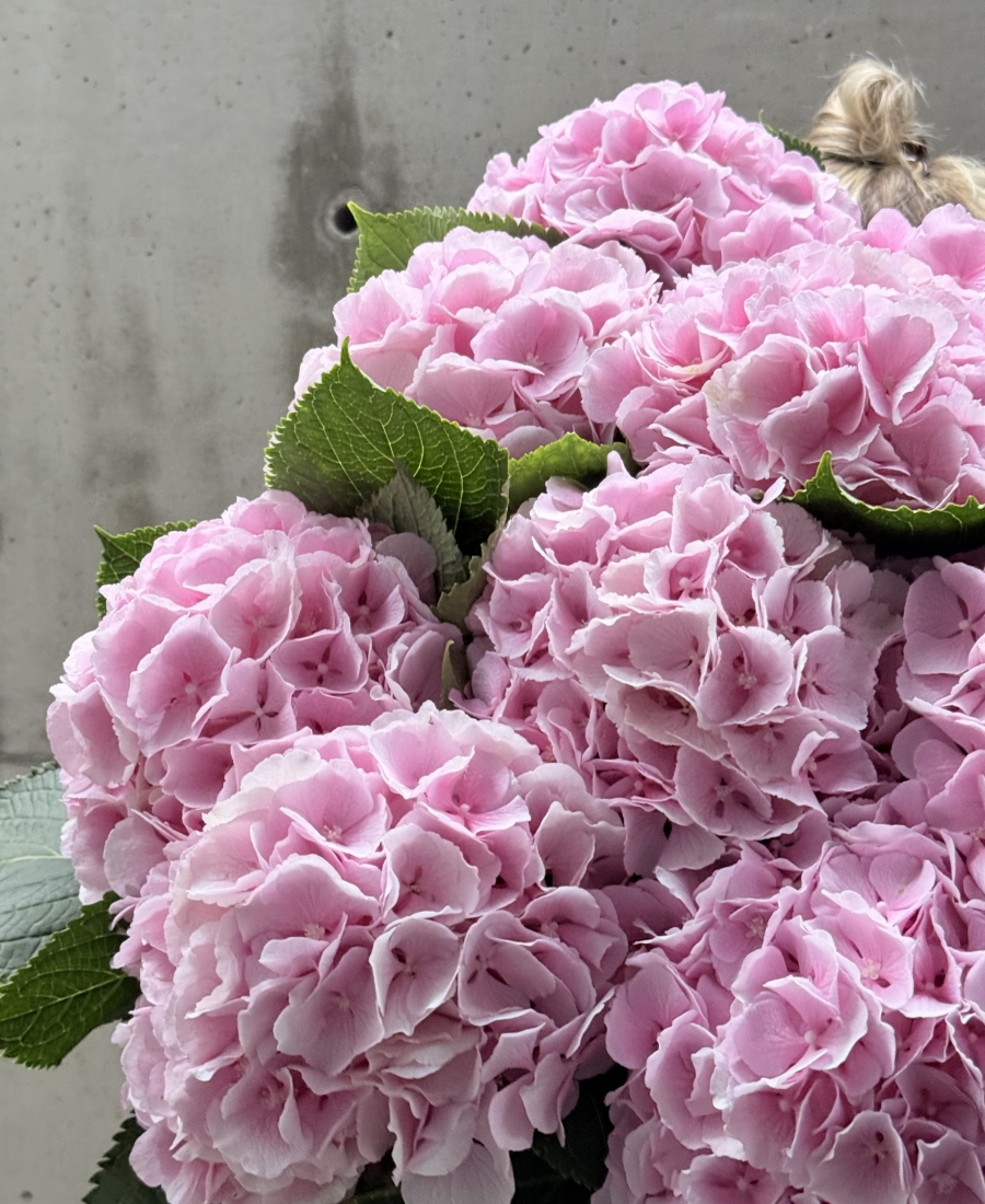 Ramo de Hortensias Rosas