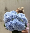 Ramo de Hortensias Azul Cielo