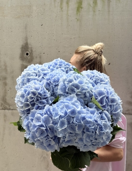 Ramo de Hortensias Azul Cielo
