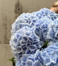 Ramo de Hortensias Azul Cielo