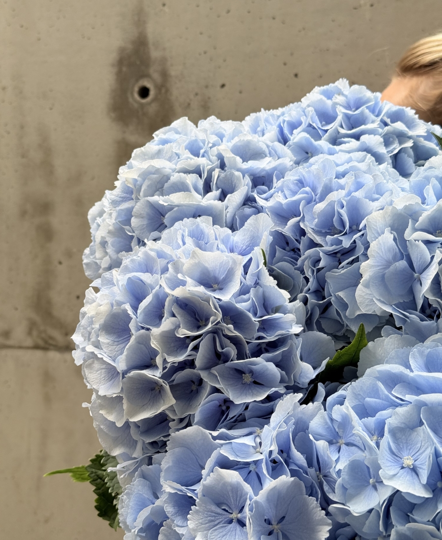 Ramo de Hortensias Azul Cielo
