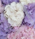 Pastel hydrangea mix