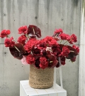 “Passionate red”