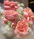 "Rosé Valencia"