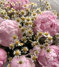 "Daisy Peony"