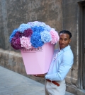 "Hydrangea Grand"