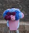 "Hydrangea Grand"