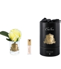 "Côte Noire" - Rosa Amarilla Perfumada