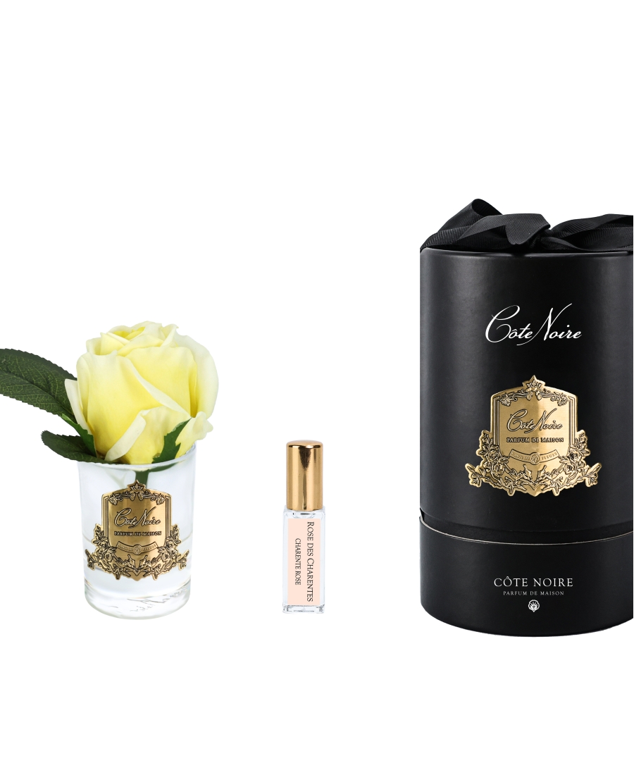 "Côte Noire" - Rosa Amarilla Perfumada