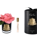 "Côte Noire" - Rosa Melocotón Perfumada